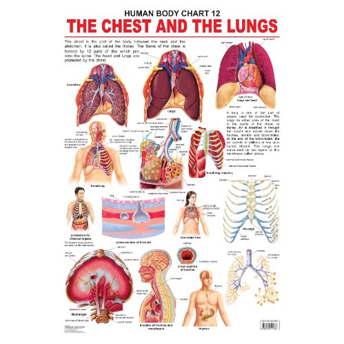 The Chest & The Lungs - Human Body Educational Chart