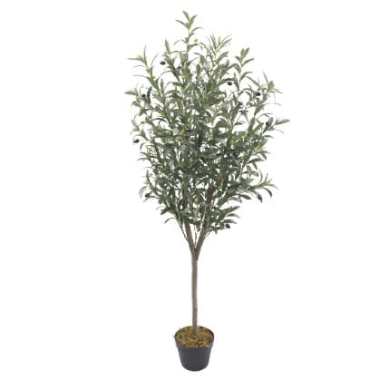 Olive Tree - 150cm