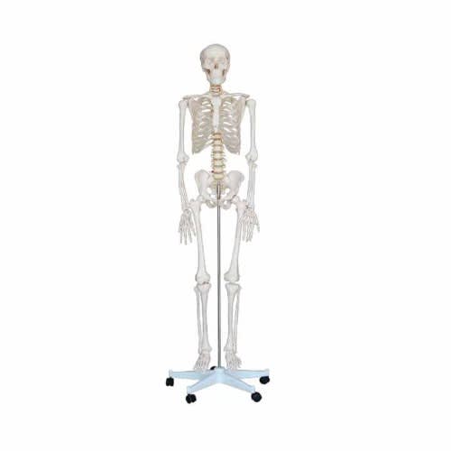 Human Skeletal Frame