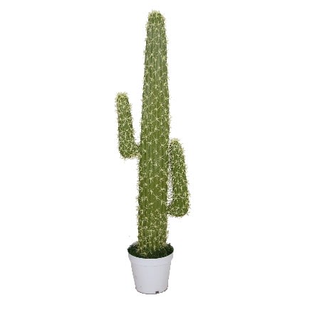Cactus Plant - 145cm