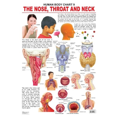 The Nose / Throat & Neck - Human Body Educational Chart