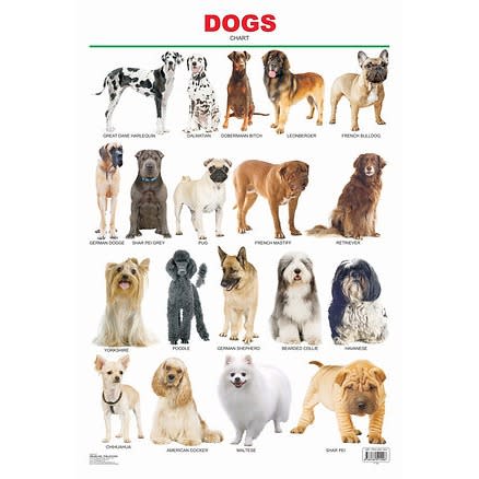 Dogs - Educational Laminated Wall Chart