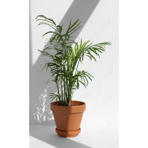Artificial Palm Tree Decor 4ft And 5 Strands + Orange Plastic Stand