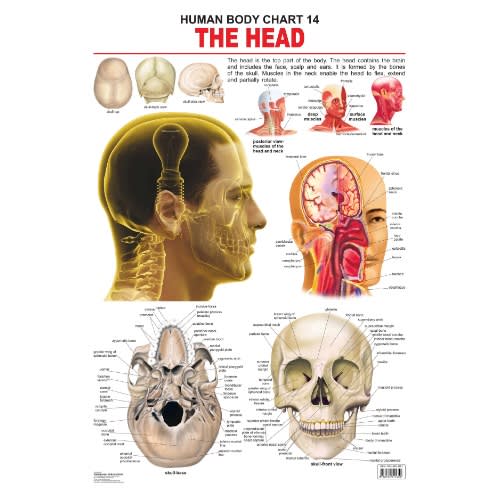 The Head - Human Body Educational Chart