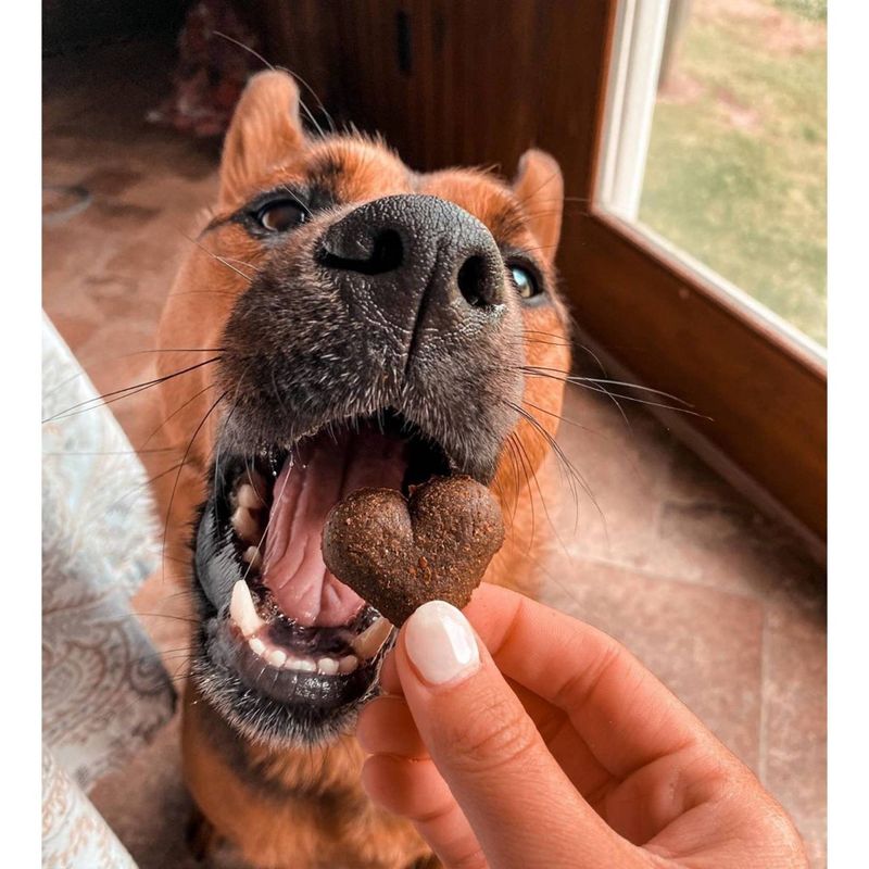 Shameless Pets Break and Egg Flavor Soft Baked Chewy Dog Treats - 6oz