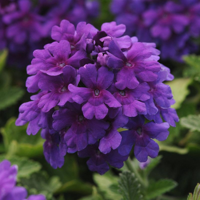 4pc Verbena EnduraScape Dark Purple - National Plant Network
