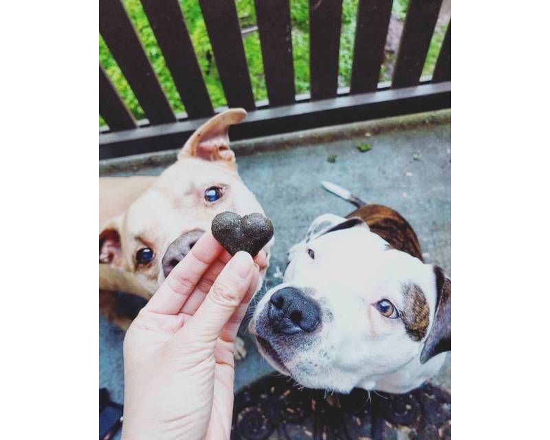 Shameless Pets Clucken Chicken and Carrots Flavor Soft Baked Chewy Dog Treats - 6oz