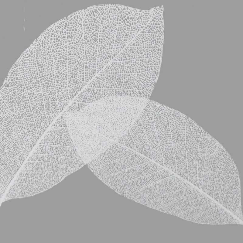 Harvest Leaf Shower Curtain White/Clear - Moda at Home