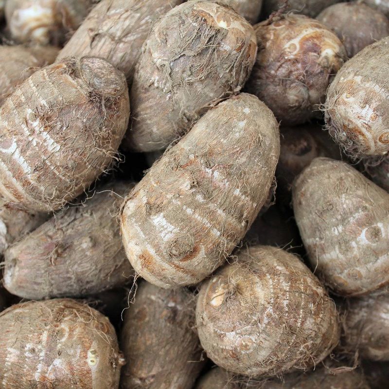 Van Zyverden Jumbo Upright Elephant Ears Bulbs