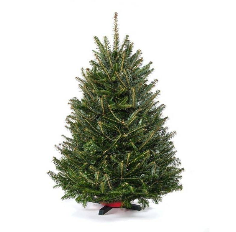 Live Black Hill Spruce Fresh Cut Table Top Christmas Tree - National Plant Network