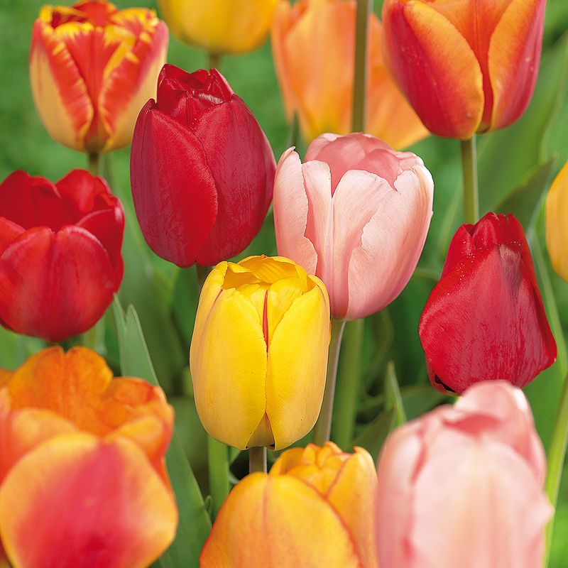 Tulips Darwin Hybrid Mixture Set of 50 Mammoth Bulbs - Van Zyverden